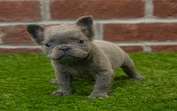 French Bulldog dogs for sale: Lilly - Image 3