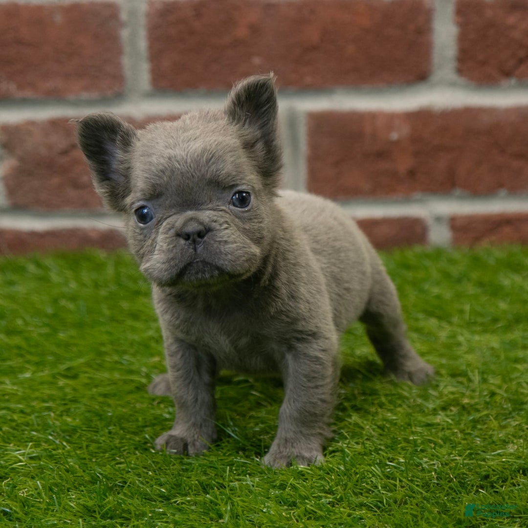 French Bulldog dogs for sale: Lilly - Image 3
