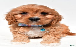 Cavapoo dogs for sale: Davy - Image 1
