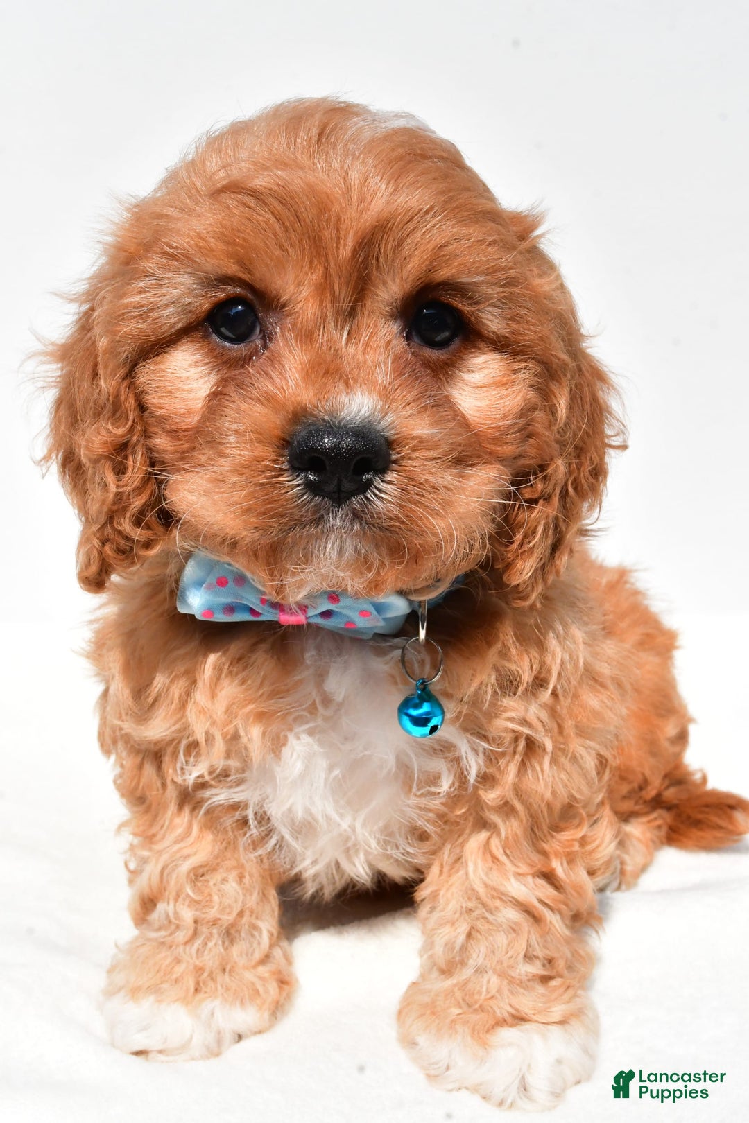 Cavapoo dogs for sale: Davy - Image 1