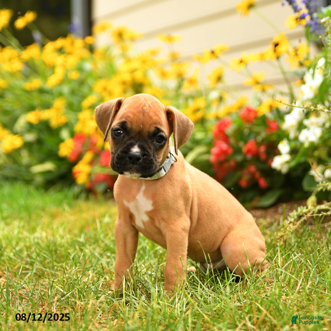 Boxer dogs for sale: Zion - Image 3