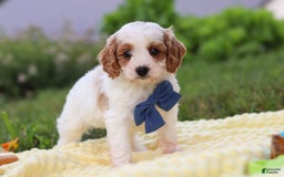 Cavapoo dogs for sale: Ollie - Image 6