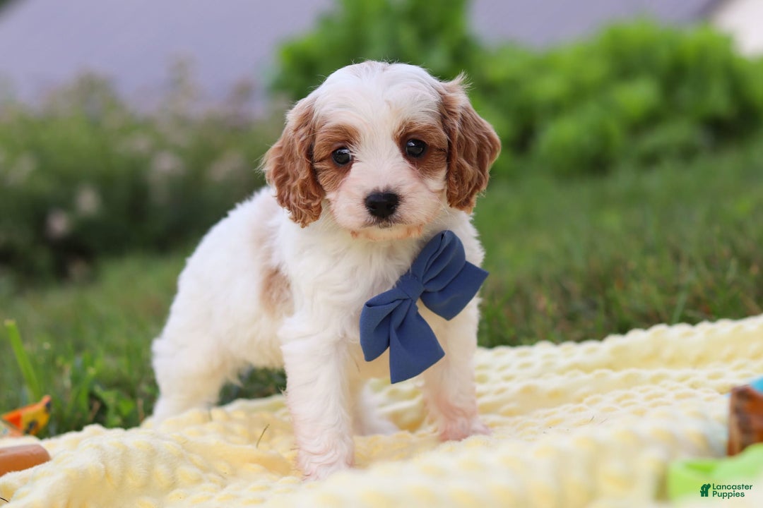 Cavapoo dogs for sale: Ollie - Image 6