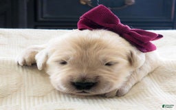 Golden Retriever dogs for sale: Nash - Image 1