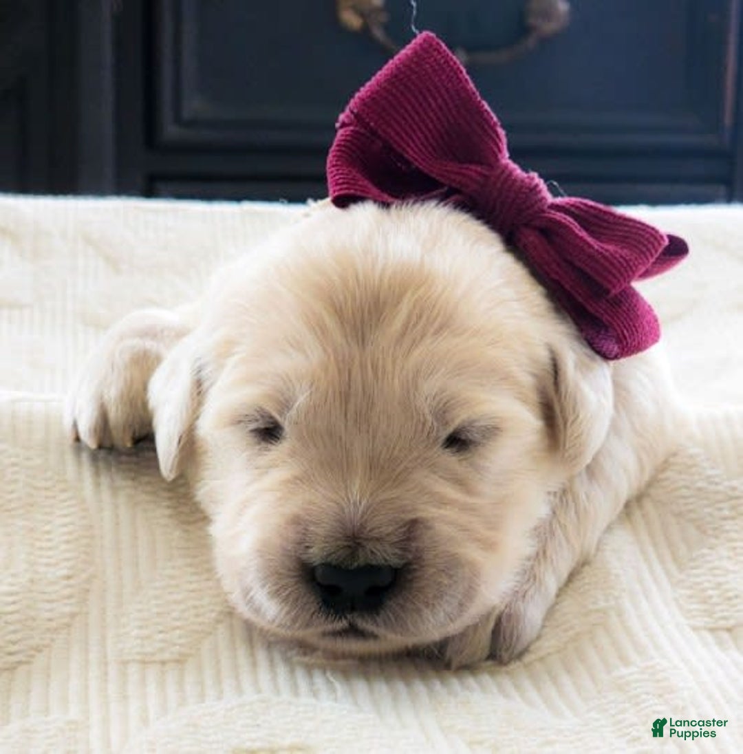 Golden Retriever dogs for sale: Nash - Image 1