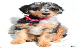 Mini Aussiedoodle dogs for sale: Ellia - Image 8
