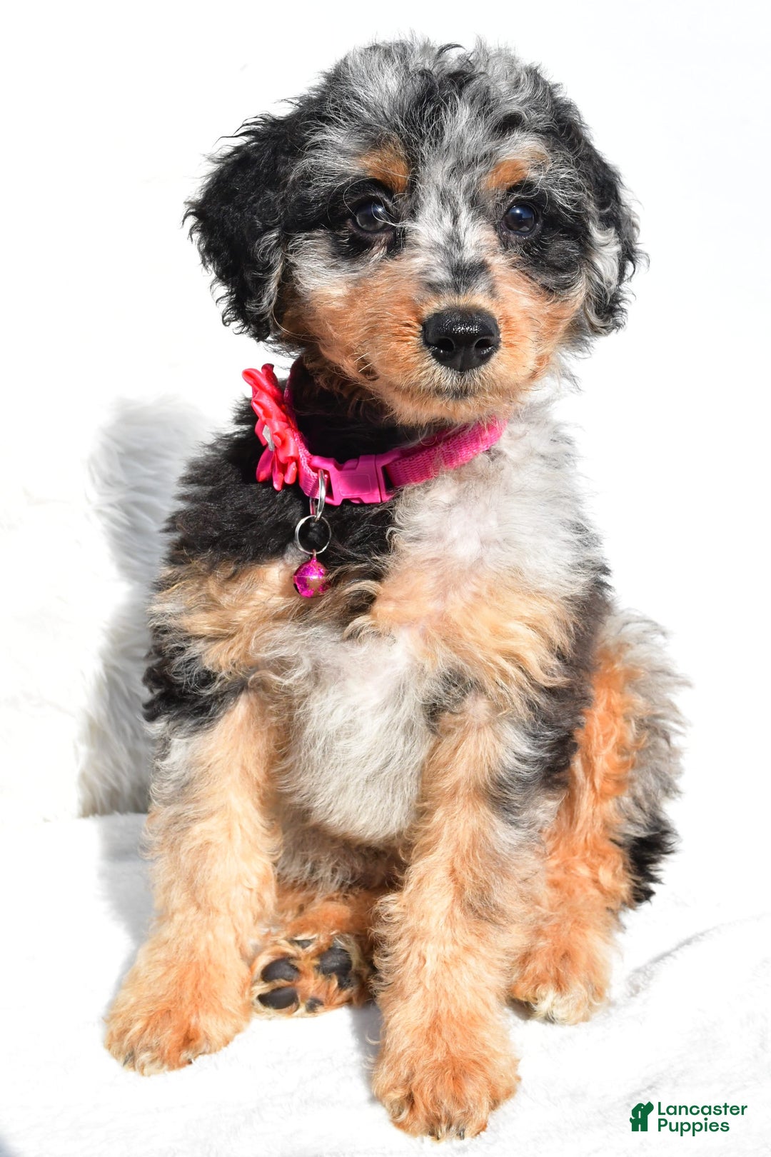 Mini Aussiedoodle dogs for sale: Ellia - Image 8