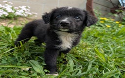 Miniature Australian Shepherd dogs for sale: Funnel Cake - Image 6