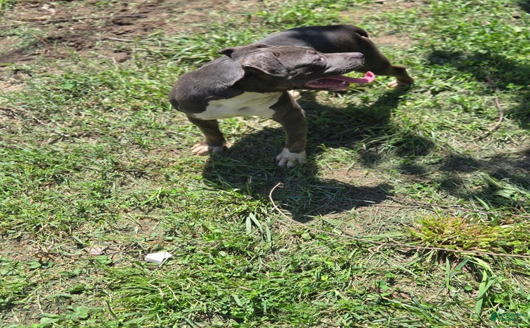 American Pit Bull Terrier dogs for sale - Ad 1