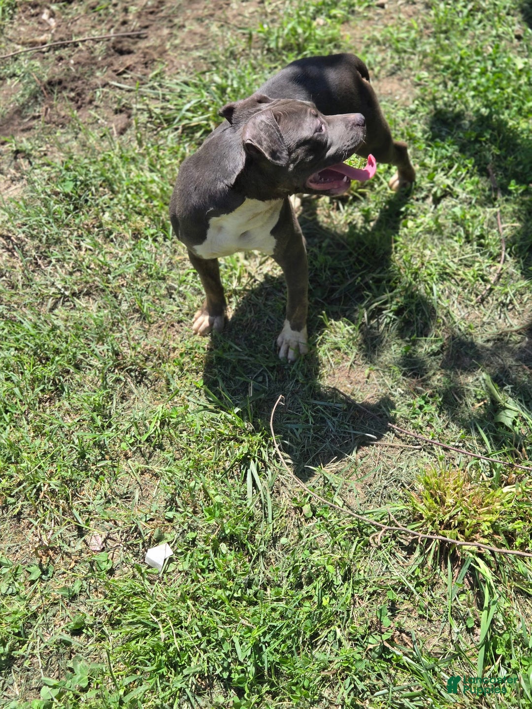 American Pit Bull Terrier dogs for sale: Asia - Image 1