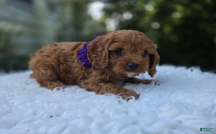 Cavapoo dogs for sale - Ad 4