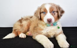 Australian Shepherd dogs for sale: Echo - Image 7