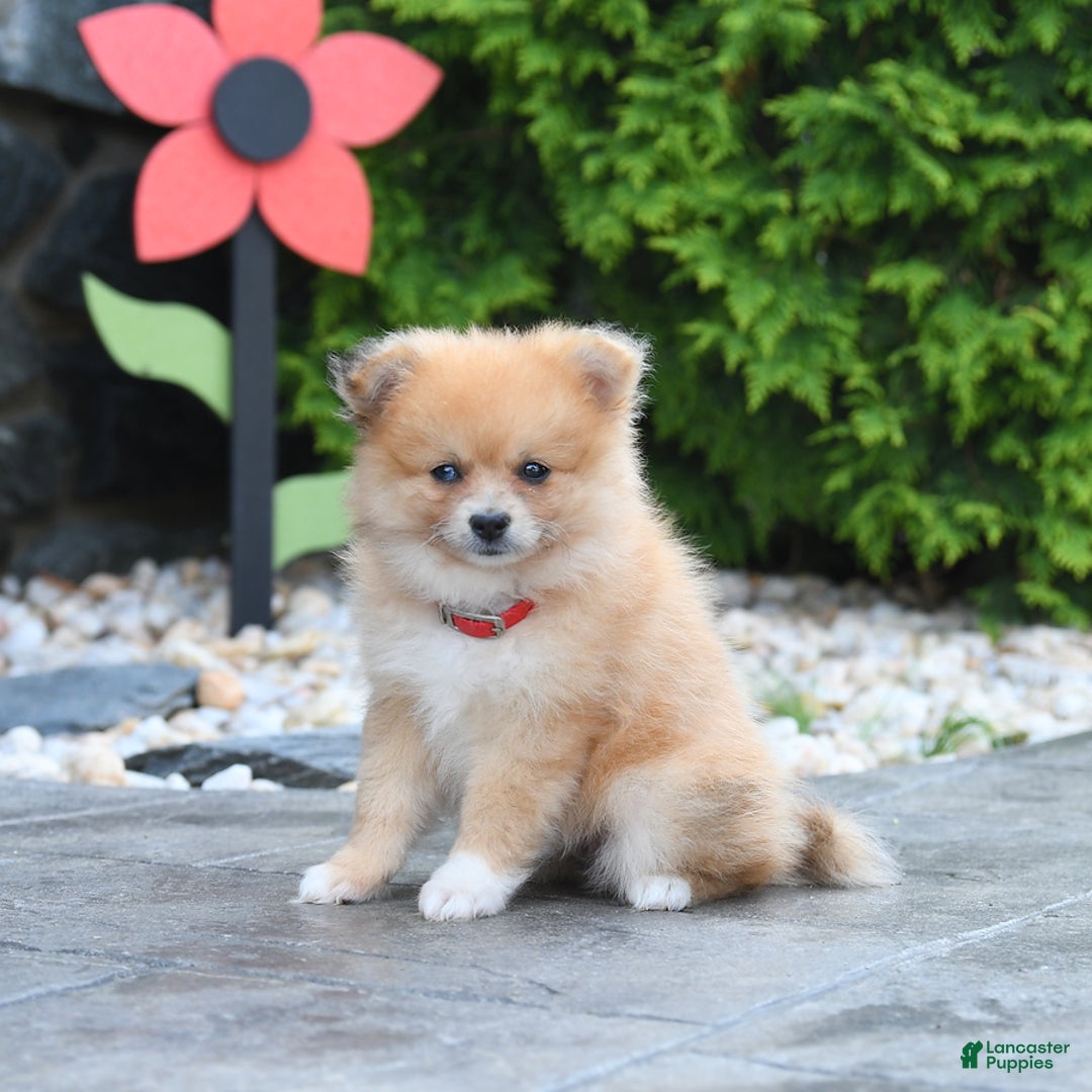 Pomeranian dogs for sale: Pomeranian 5 puppies - Image 3