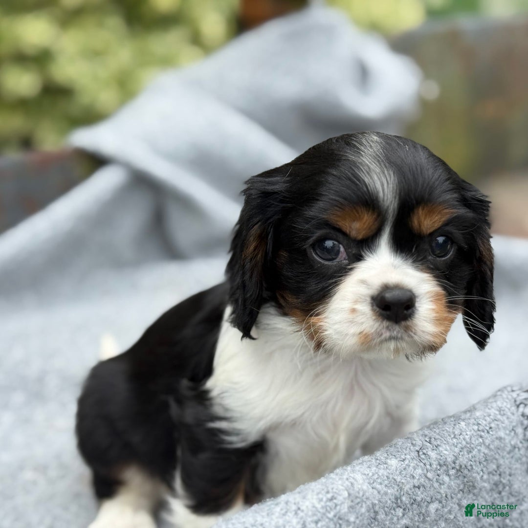Cavalier King Charles Spaniel dogs for sale: Cody - Image 7