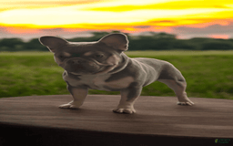 French Bulldog dogs for sale: Rolex - Image 7