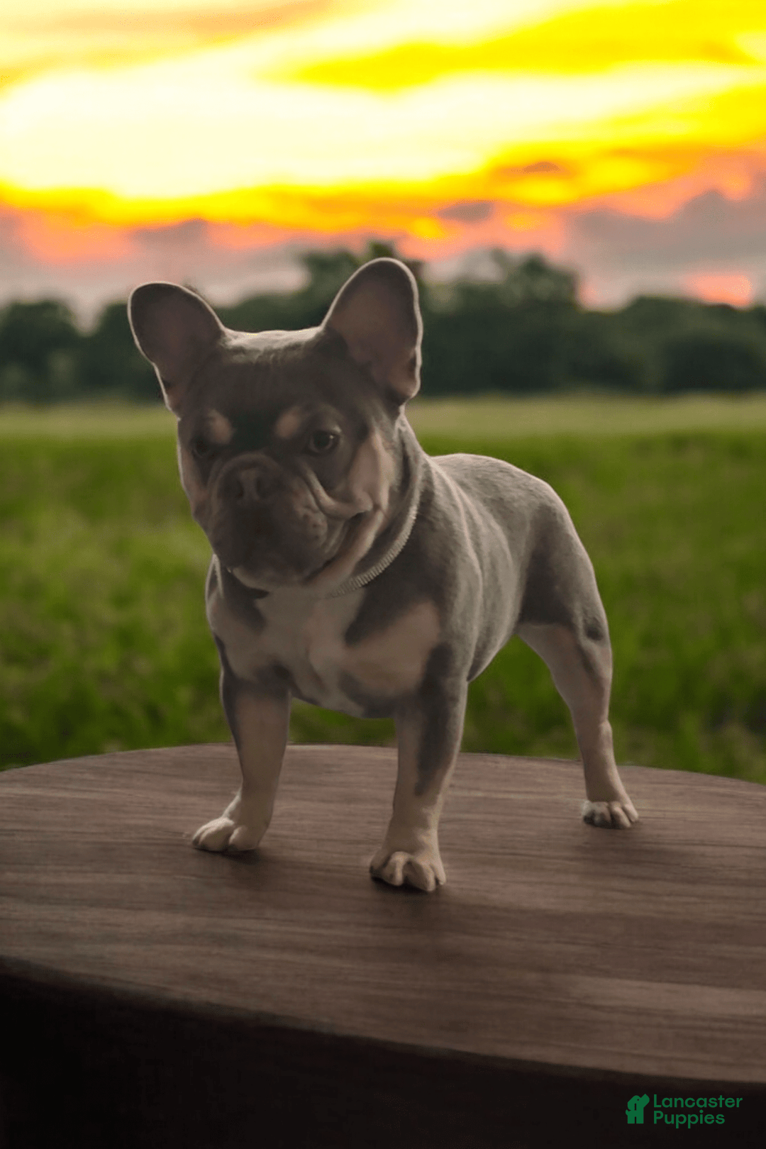 French Bulldog dogs for sale: Rolex - Image 7