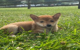 Shiba Inu dogs for sale: Irene - Image 2
