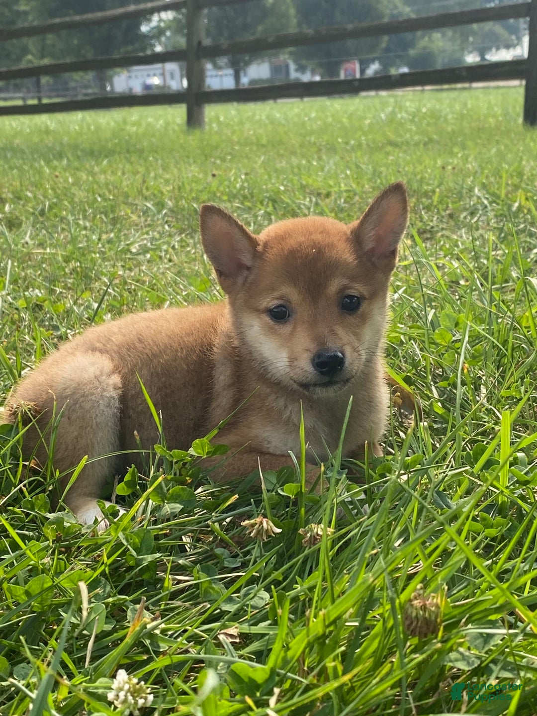 Shiba Inu dogs for sale: Irene - Image 2