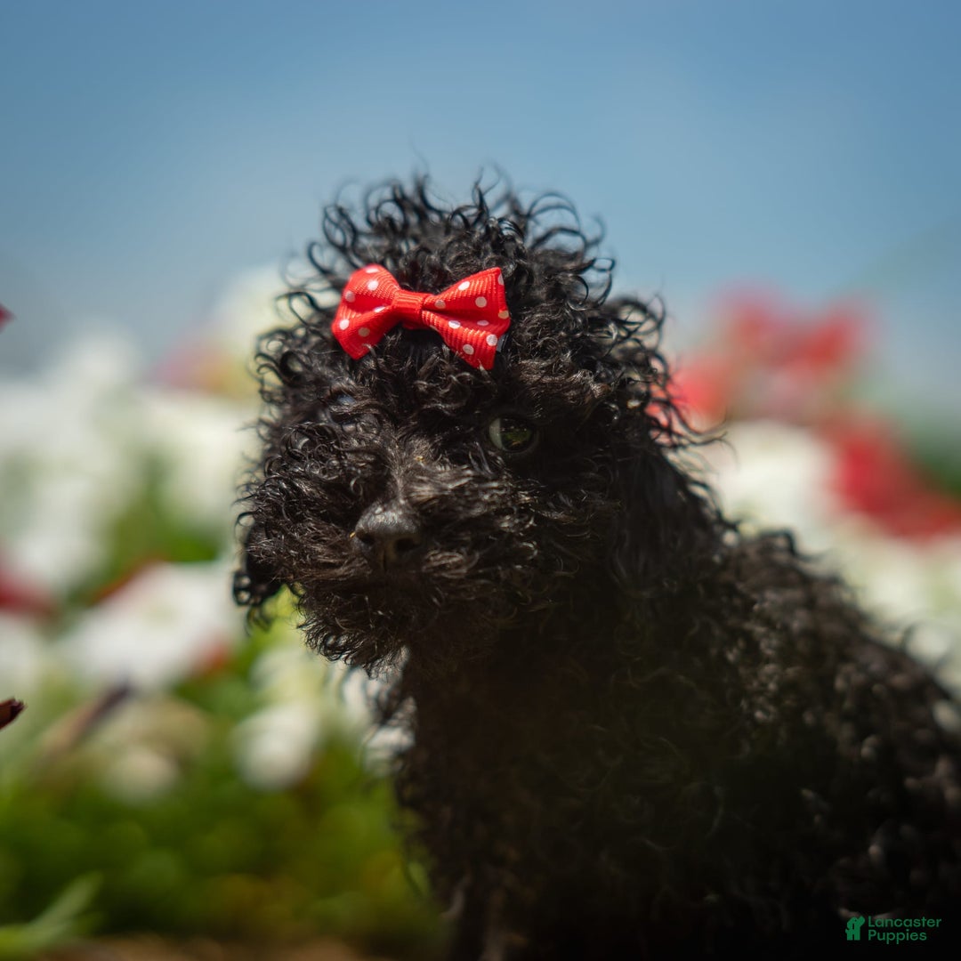 Toy Poodle dogs for sale: Ember - Image 3