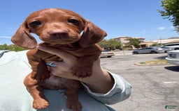 Miniature Dachshund dogs for sale: Otto - Image 4