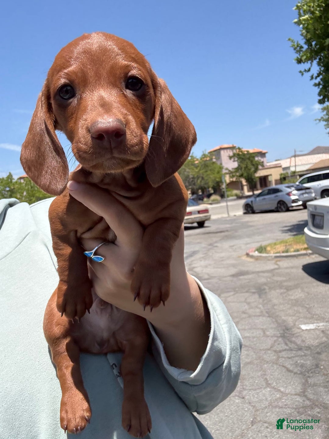 Miniature Dachshund dogs for sale: Otto - Image 4