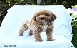 Cockapoo dogs for sale: Cockapoo 8 puppies - Image 12