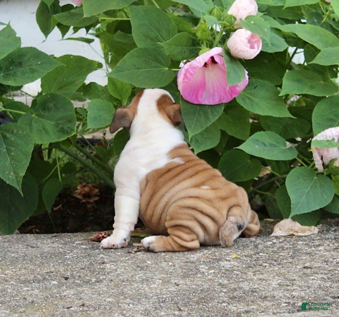 English Bulldog dogs for sale: Wendy - Image 20