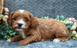 Cavapoo dogs for sale: Cavapoo 5 puppies - Image 1