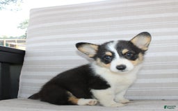 Welsh Corgi Pembroke dogs for sale: Lucky - Image 18