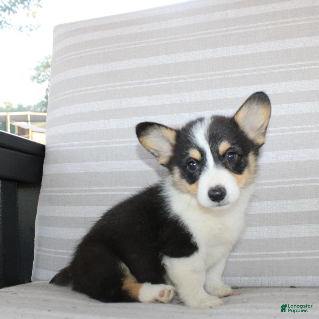 Welsh Corgi Pembroke dogs for sale: Lucky - Image 18