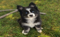 Pomsky dogs for sale: Nami - Image 8