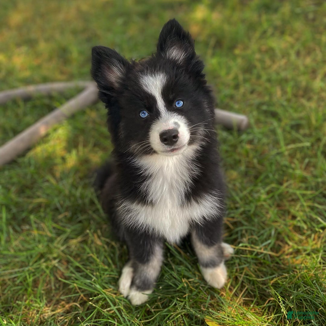 Pomsky dogs for sale: Nami - Image 8
