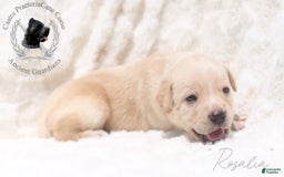 Cane Corso dogs for sale: "rosalia" - Image 3