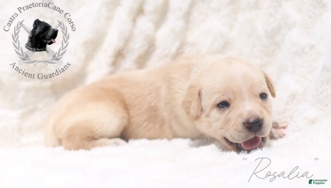 Cane Corso dogs for sale: "rosalia" - Image 3