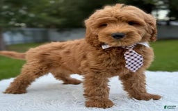 Goldendoodle dogs for sale: Max - Image 2