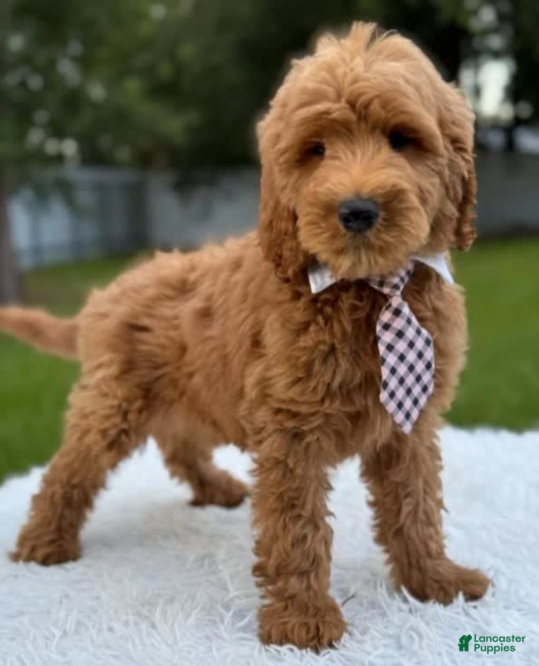 Goldendoodle dogs for sale: Max - Image 2