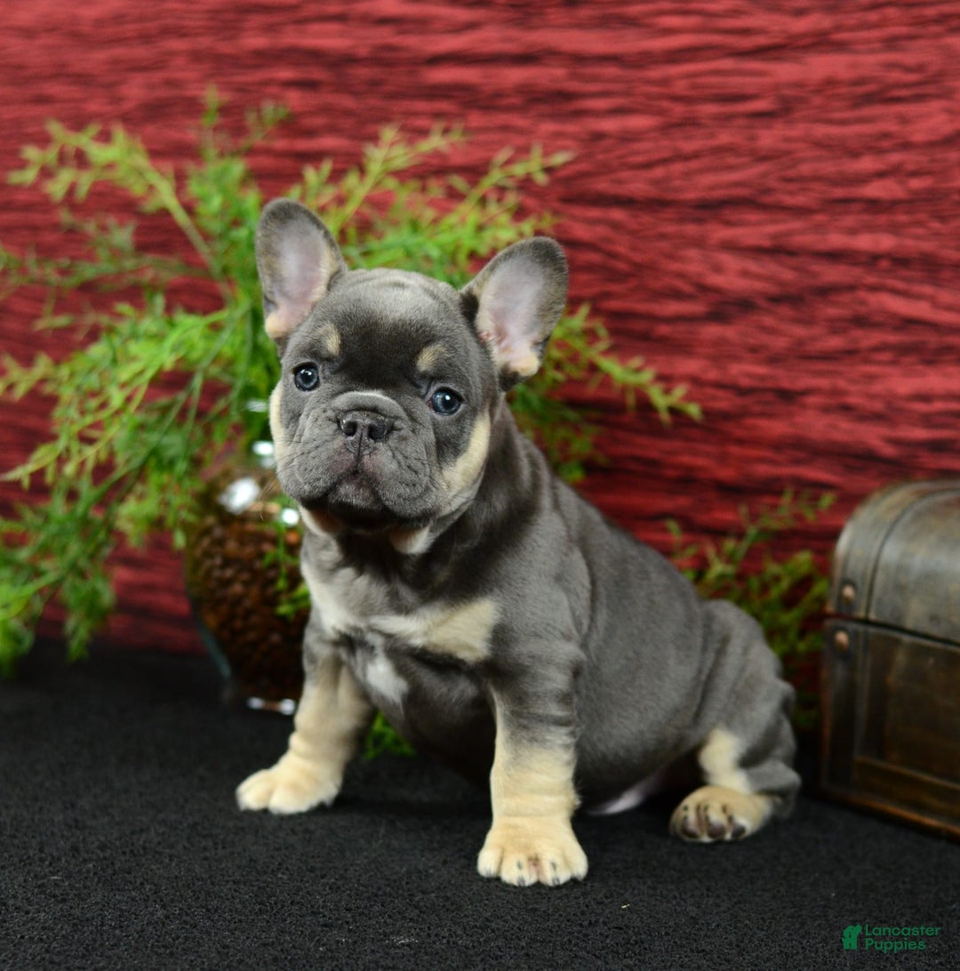 French Bulldog dogs for sale: 9908 Ollie - Image 3
