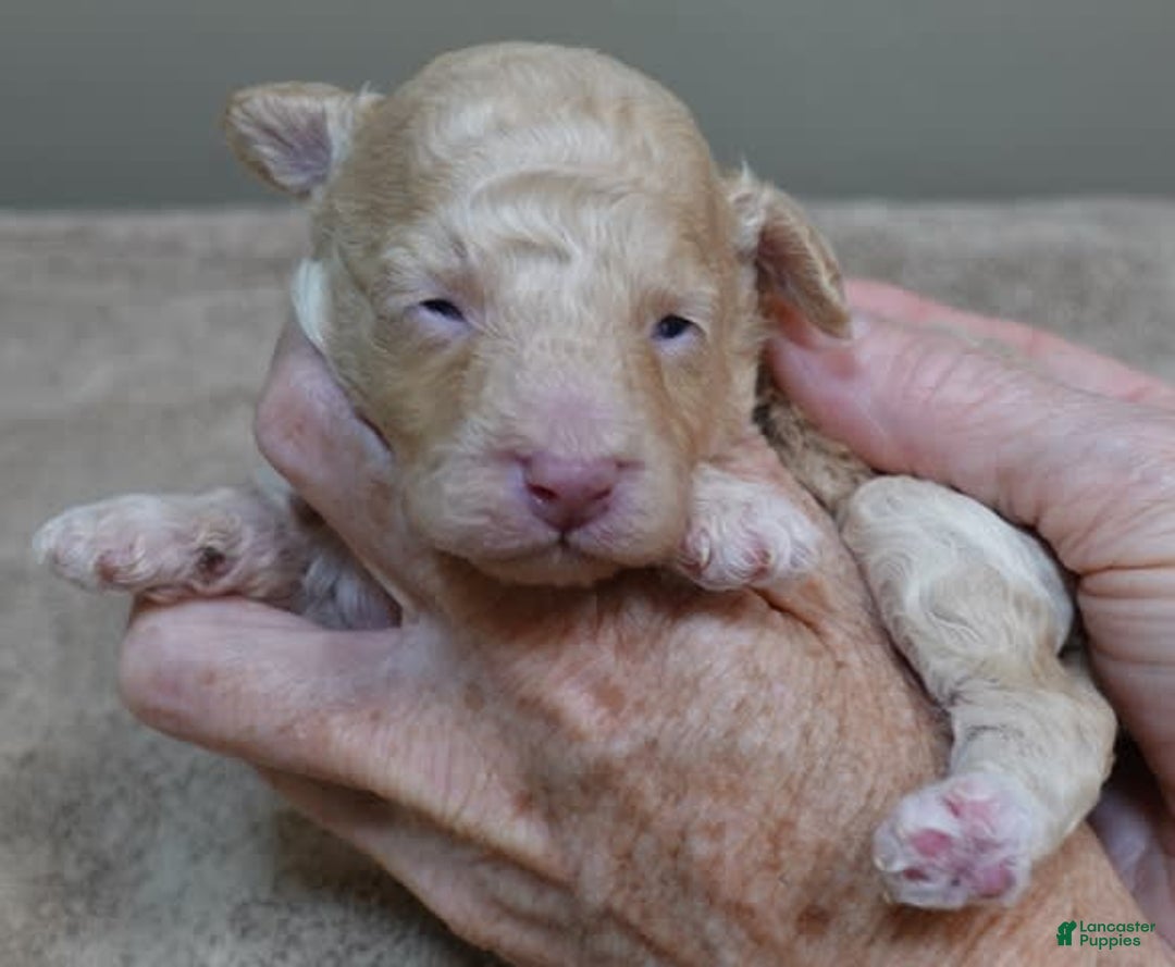 Toy Poodle dogs for sale: Zylo - Image 27