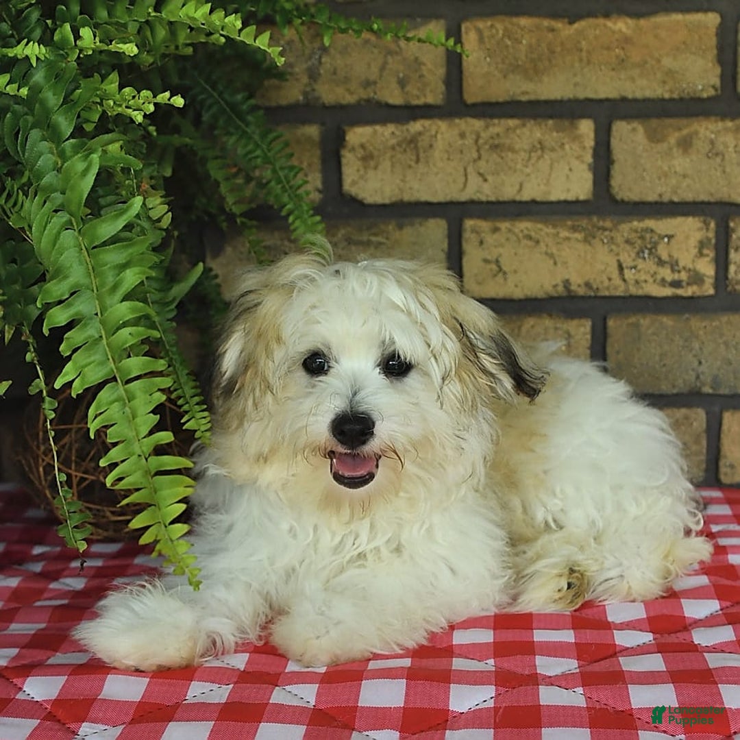 Havapoo dogs for sale: Toby - Image 5