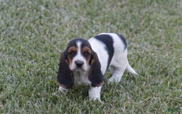 Basset Hound dogs for sale: Ida - Image 10