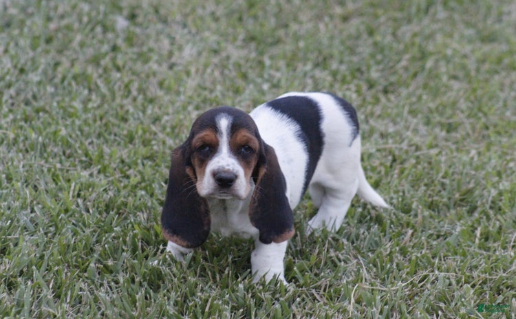 Basset Hound dogs - Advert 6