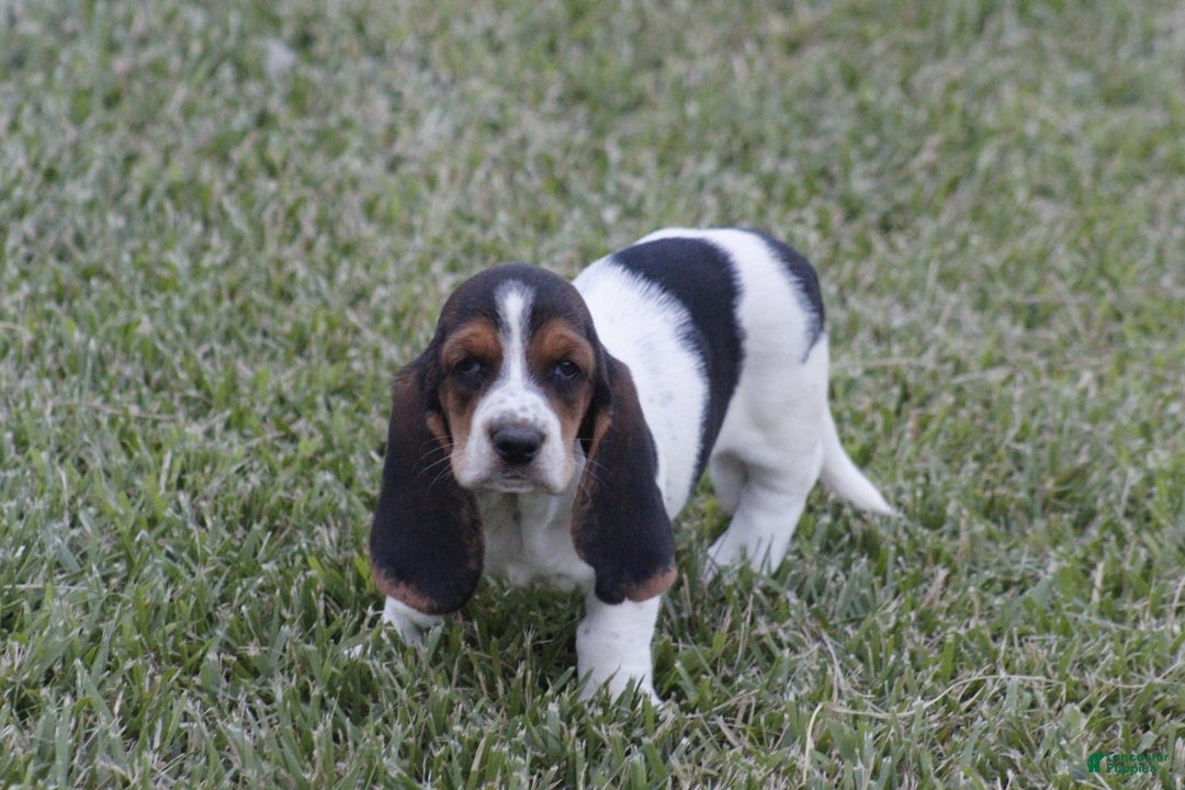 Basset Hound dogs for sale: Ida - Image 10