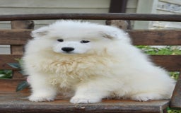 Samoyed dogs for sale: Cora - Image 2