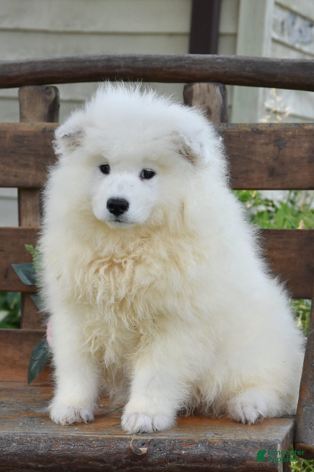 Samoyed dogs for sale: Cora - Image 2