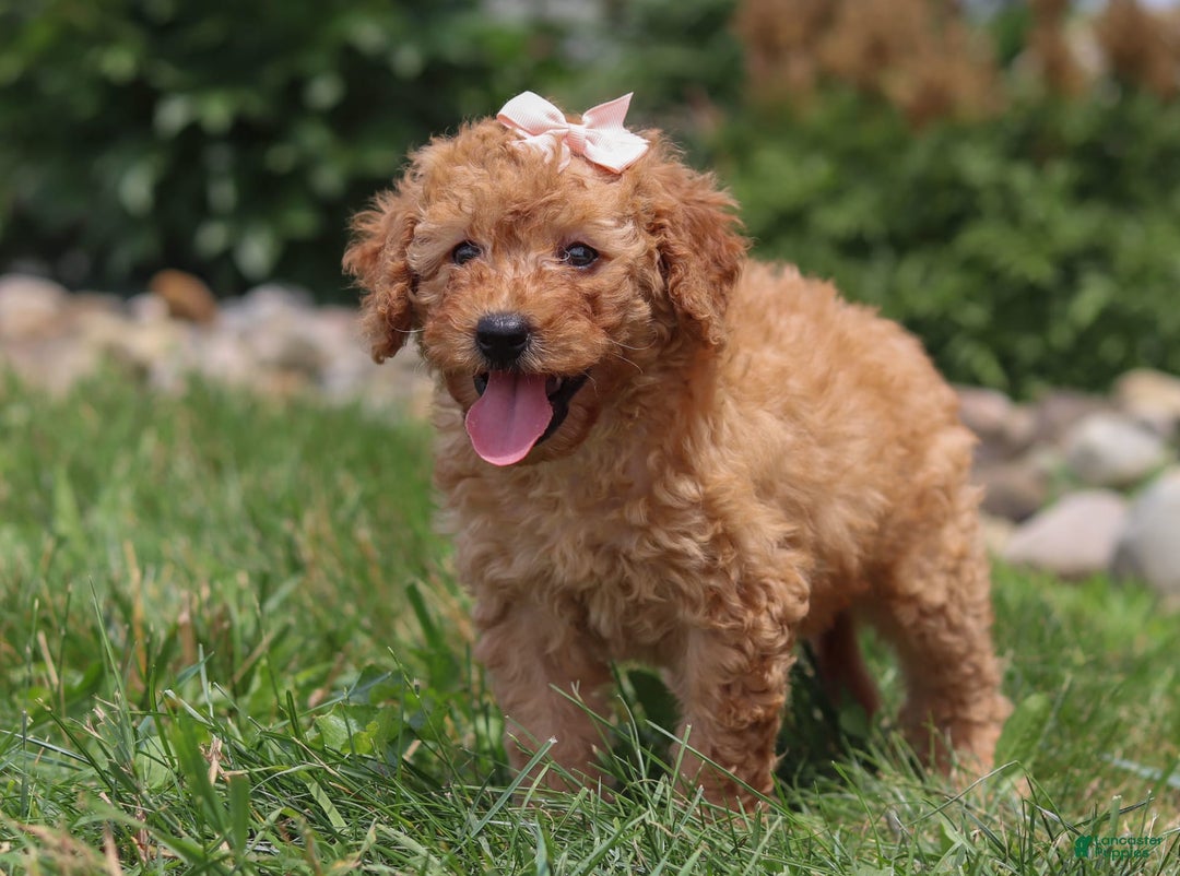 Goldendoodle dogs for sale: Holly - Image 8