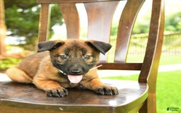 Belgian Malinois dogs for sale: August - Image 5