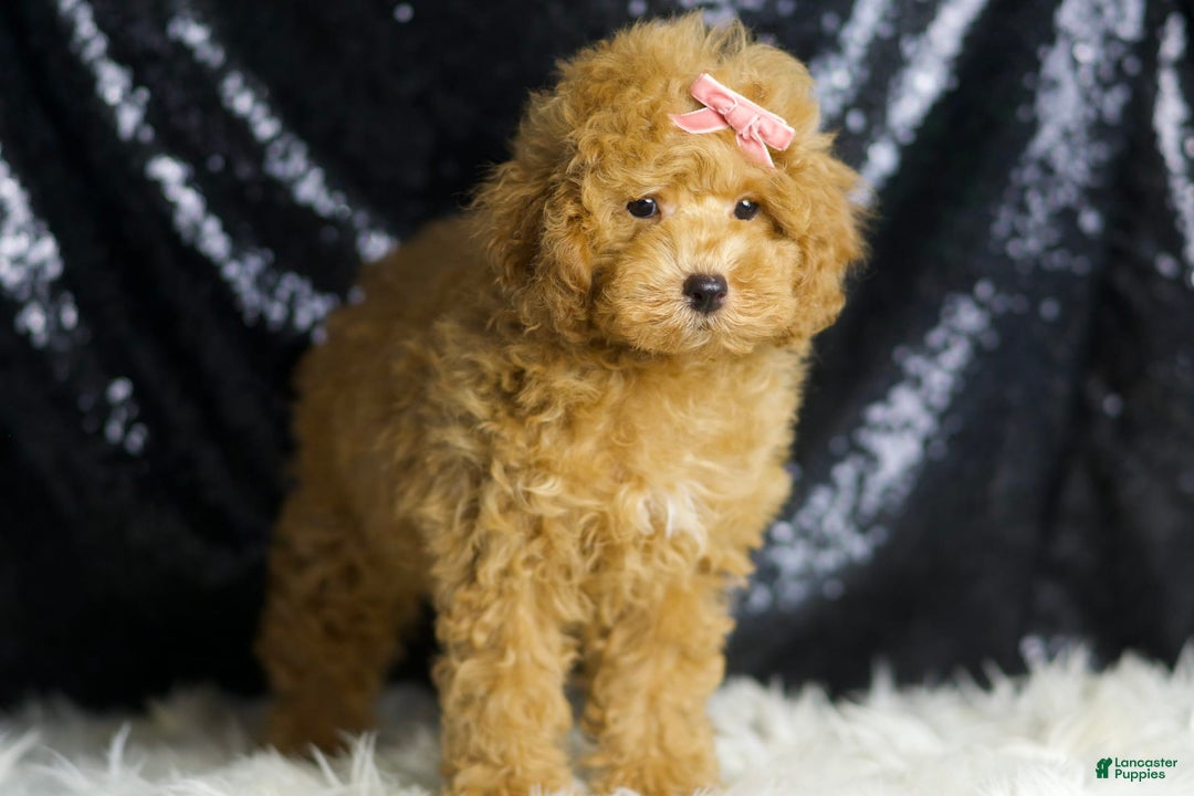 Toy Poodle dogs for sale: Joy - Image 4