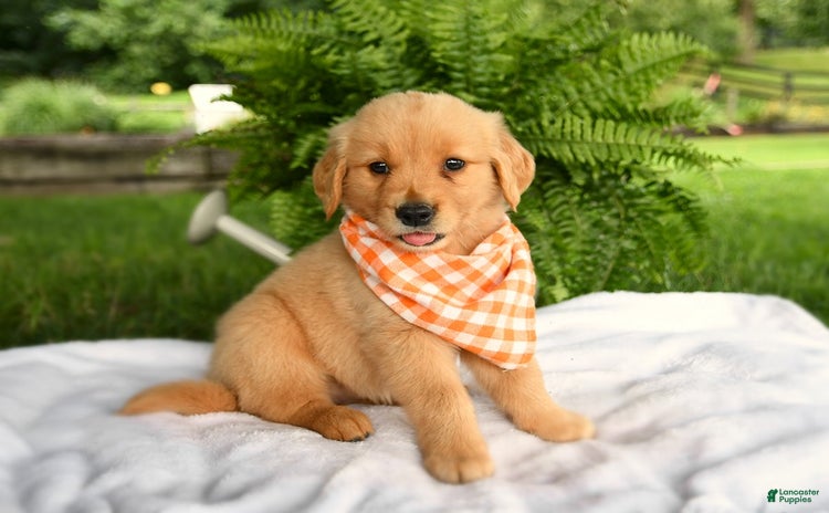 Golden Retriever dogs - Advert 40