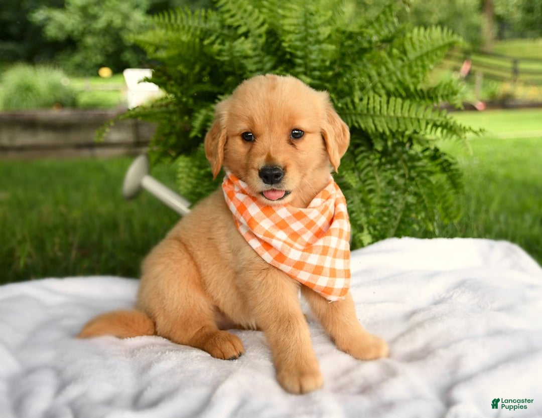 Golden Retriever dogs for sale: Cheerio - Listing for pets: Brisket, Peanut Butter, Clementine, Peaches, Olive, Waffles, Cheddar, Pepper, Cheerio - Image 1