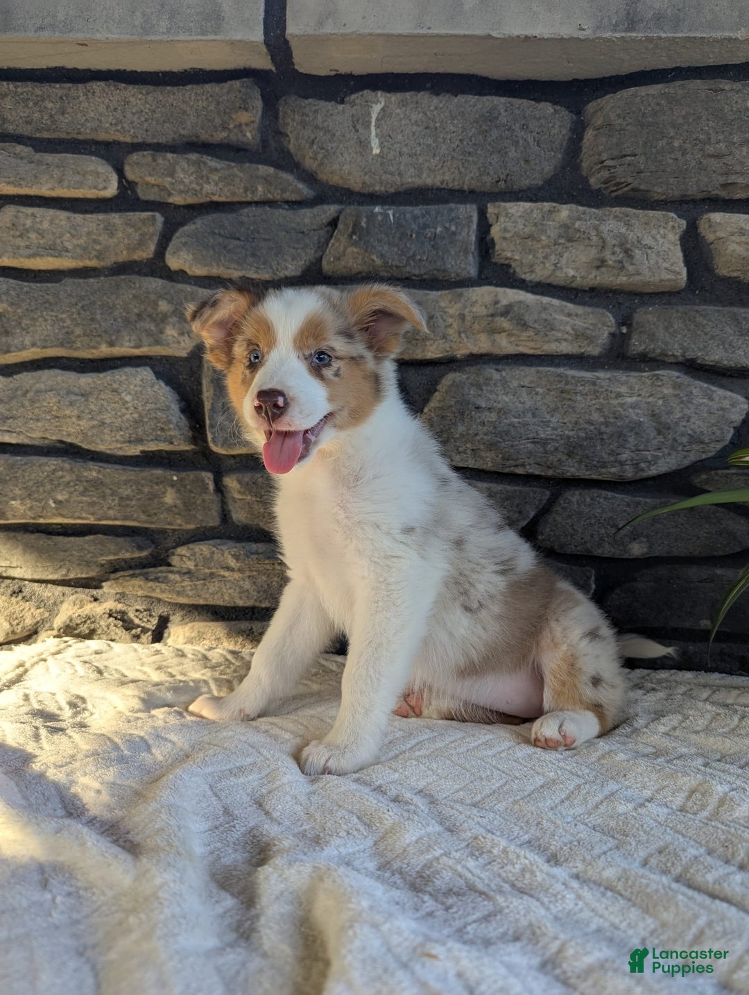 Australian Shepherd dogs for sale: Litty - Image 2